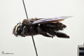 Media type: image;   Entomology 534797 Aspect: habitus lateral view
